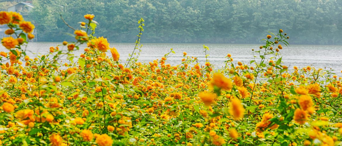 Detailed itinerary map for Nami Island + The Garden of Morning Calm One Day Tour Map showing the route of the tour connecting Seoul departure points to Gapyeong attractions
