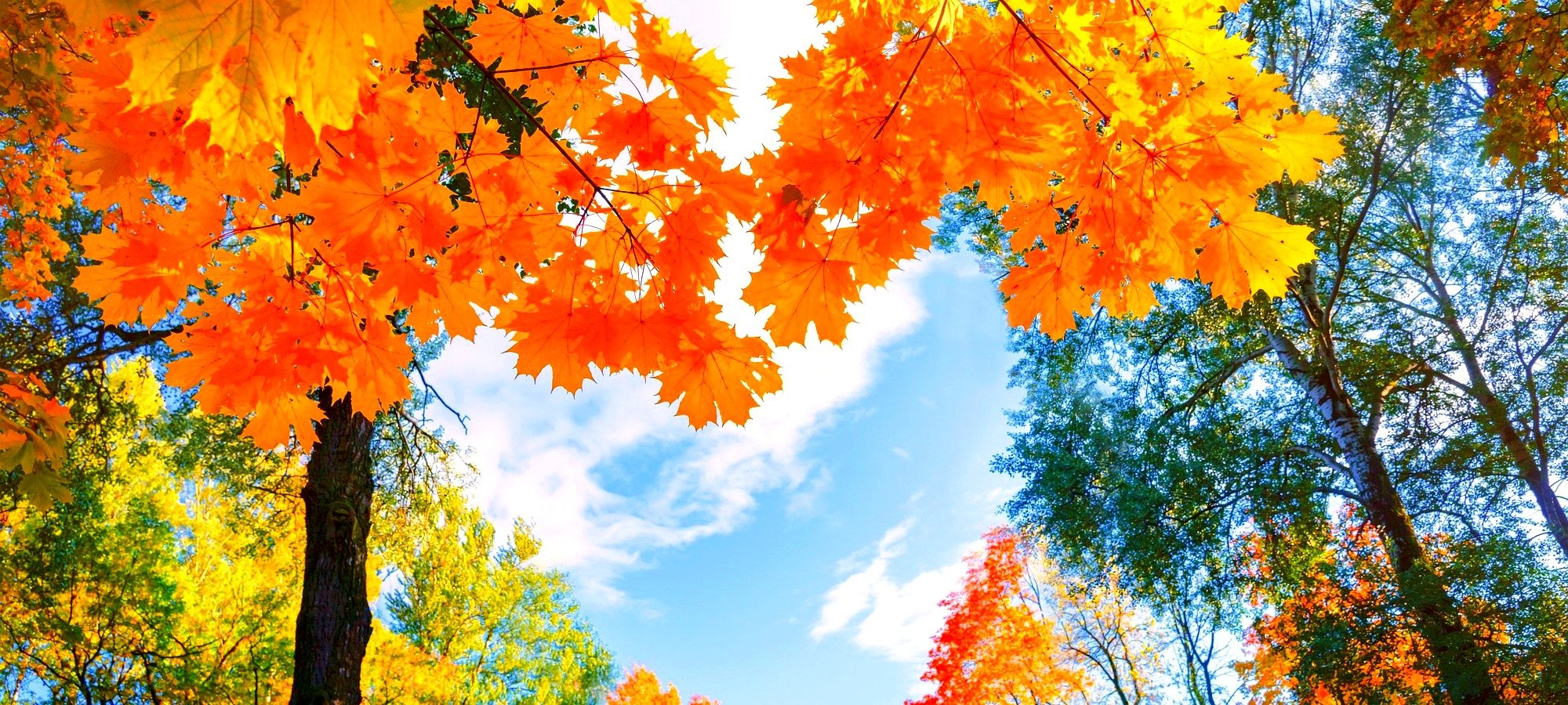 Quick facts and practical details for Alpaca World + Nami Island One Day Tour Seoul subway station map showing convenient tour pickup locations