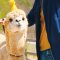 Alpaca feeding experience at Alpaca World
