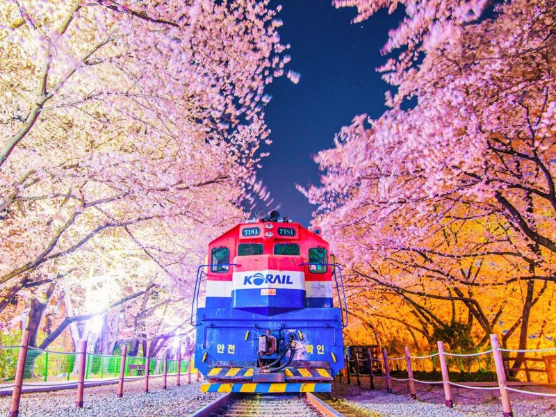 Cherry Blossom Photography Visitors photographing cherry blossoms with smartphones at Yeojwacheon