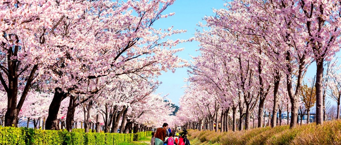 Quick facts for Nami Island shuttle service Nami Island shuttle logistics and practical details