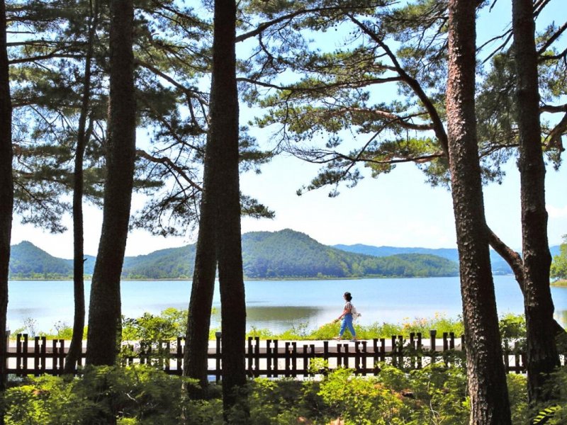 Goseong Lavender Tour: Hwajinpo Lake Goseong Lavender Tour