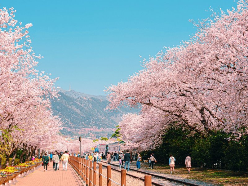Jinhae Festival Atmosphere Travelers enjoying cherry blossom festival with crowds and street vendors