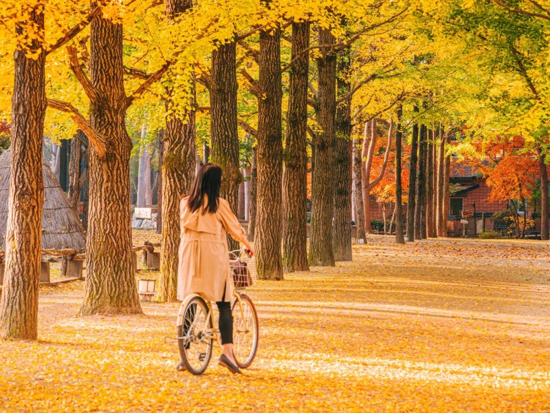 Nami Island Autumn Scenery Scenic view of Nami Island's tree-lined path in autumn colors