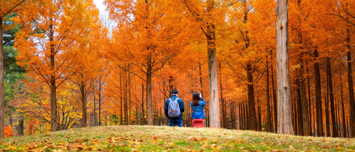 Nami Island and Mt. Seorak combined day tour from Seoul Nami Island metasequoia tree-lined road with Mt. Seorak granite peaks in background