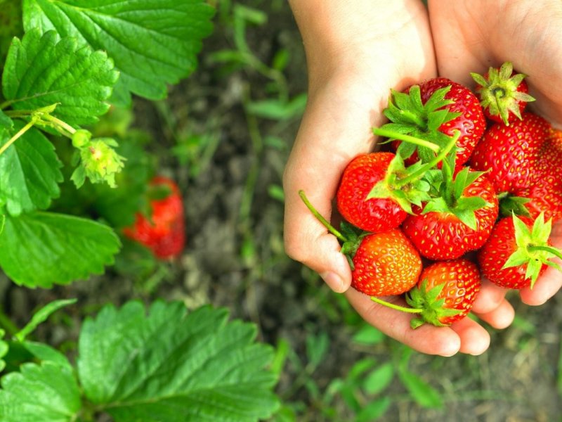 Pocheon Spring Day Tour Highlights Spring strawberries, garden paths, and scenic valleys