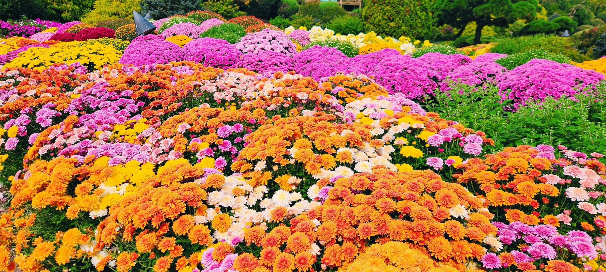 Important information for booking Nami Island + Petite France & Italian Village + Gangchon Railbike + The Garden of Morning Calm One Day Tour Travelers preparing for tour with comfortable clothing and backpacks