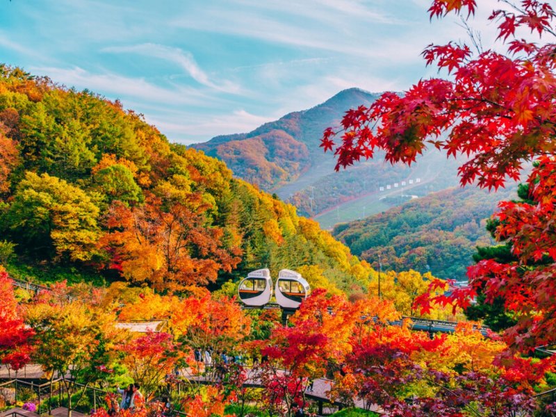 Hwadam Forest From Seoul in South Korea Hwadam Botanic Garden + Nami Island + Gangchon Railbike One Day Tour