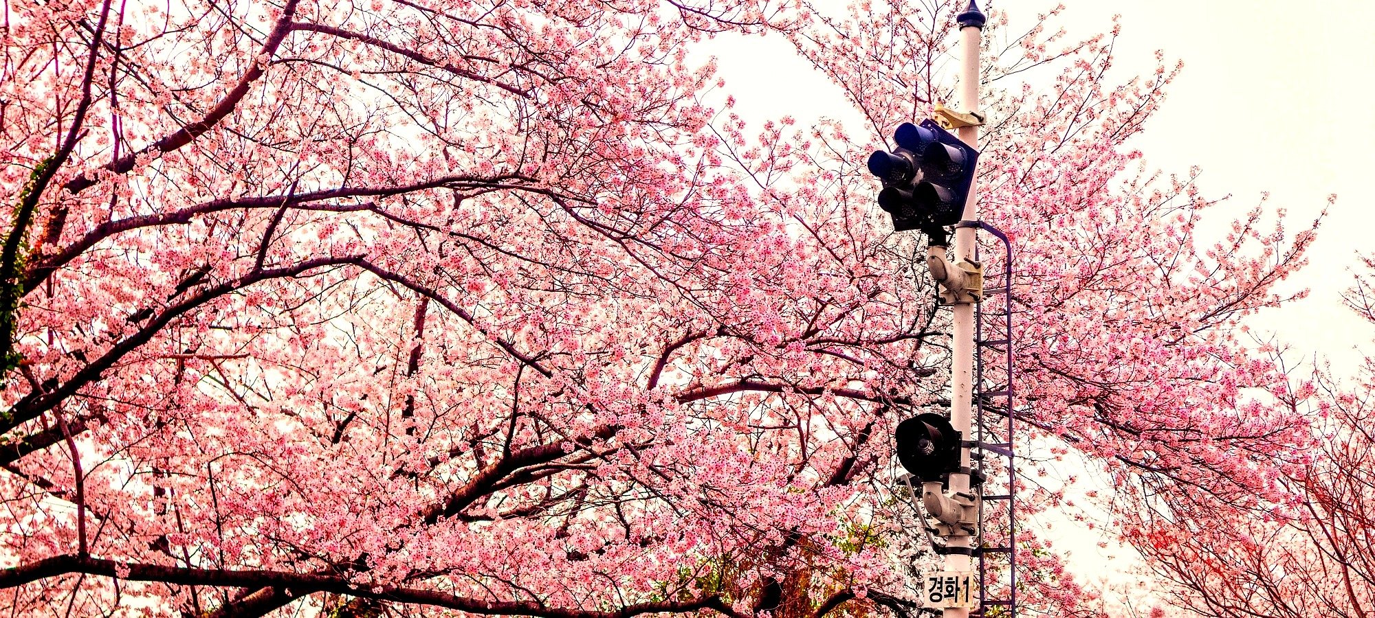 Quick facts Jinhae cherry blossom tour from Seoul Jinhae cherry blossom festival crowds enjoying spring beneath pink trees