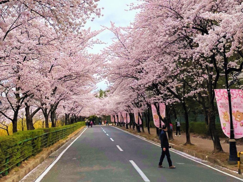 Korean Spring Garden Colorful spring flowers and cherry blossoms in a Korean botanical garden