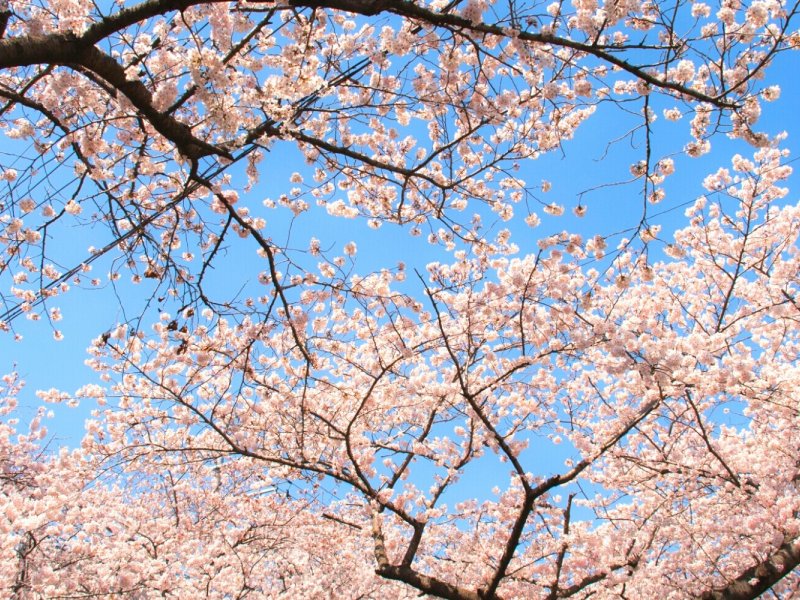 FAQs for Jinhae Tour Tour FAQs section