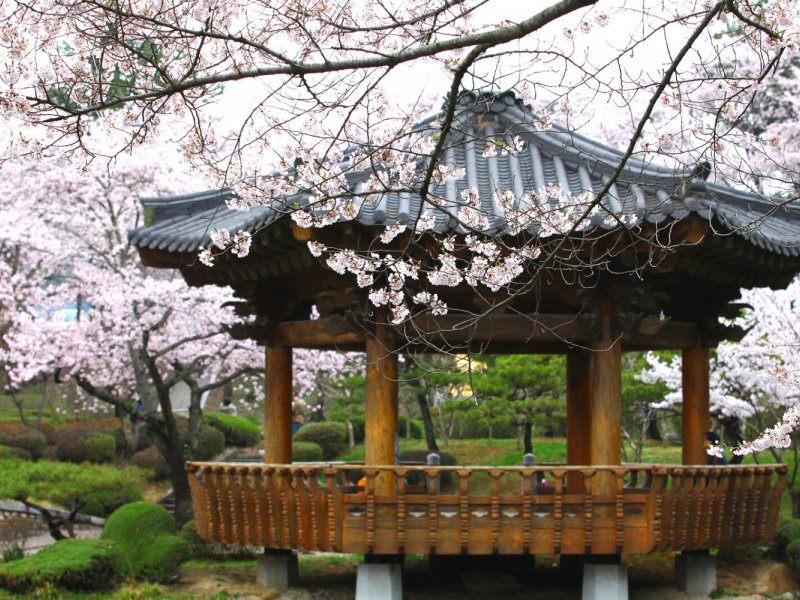 Gyeongju Cherry Blossom Day Tour: From Busan