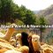 Alpaca World + Nami Island One Day Tour