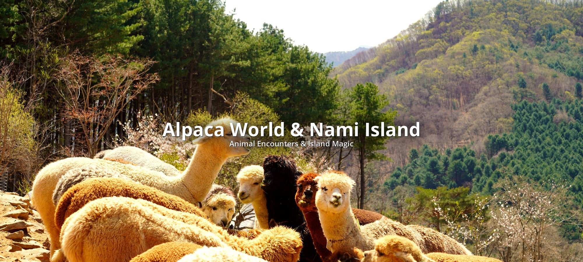 Highlights of Alpaca World + Nami Island One Day Tour Tour group enjoying scenic views at a major attraction