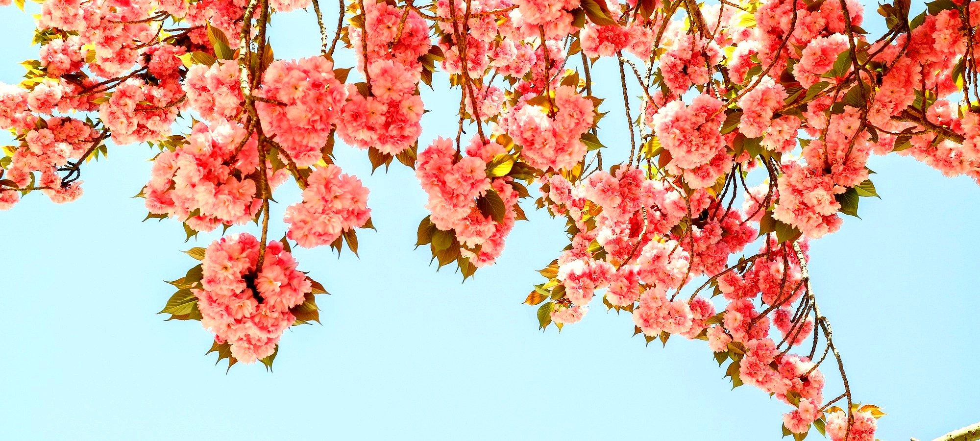 Important booking information King cherry blossom tour Late April spring flowers blooming with layered pink petals in full glory