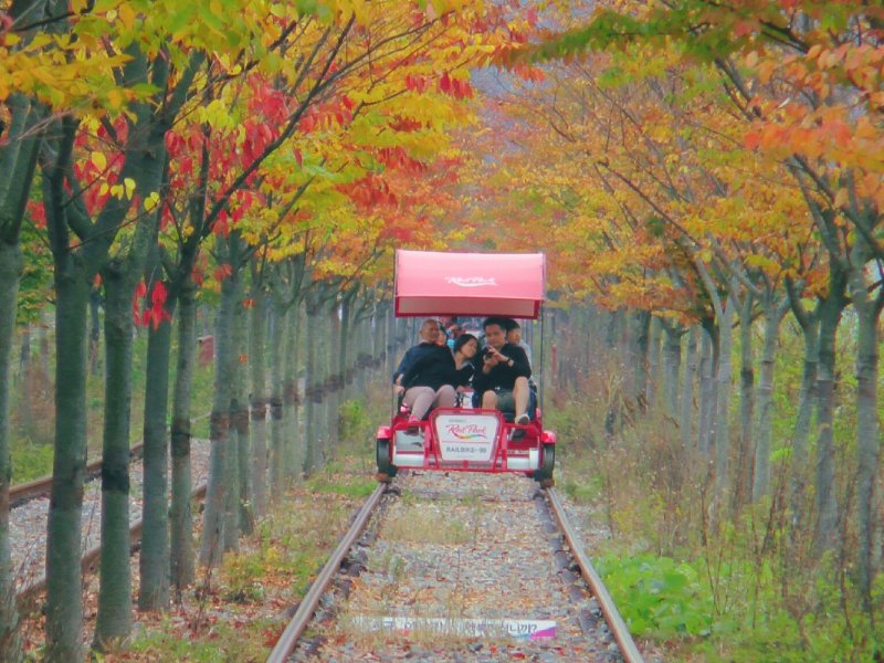 Book Nami Island & Railbike Tour Booking image - cycling railbike & Nami road