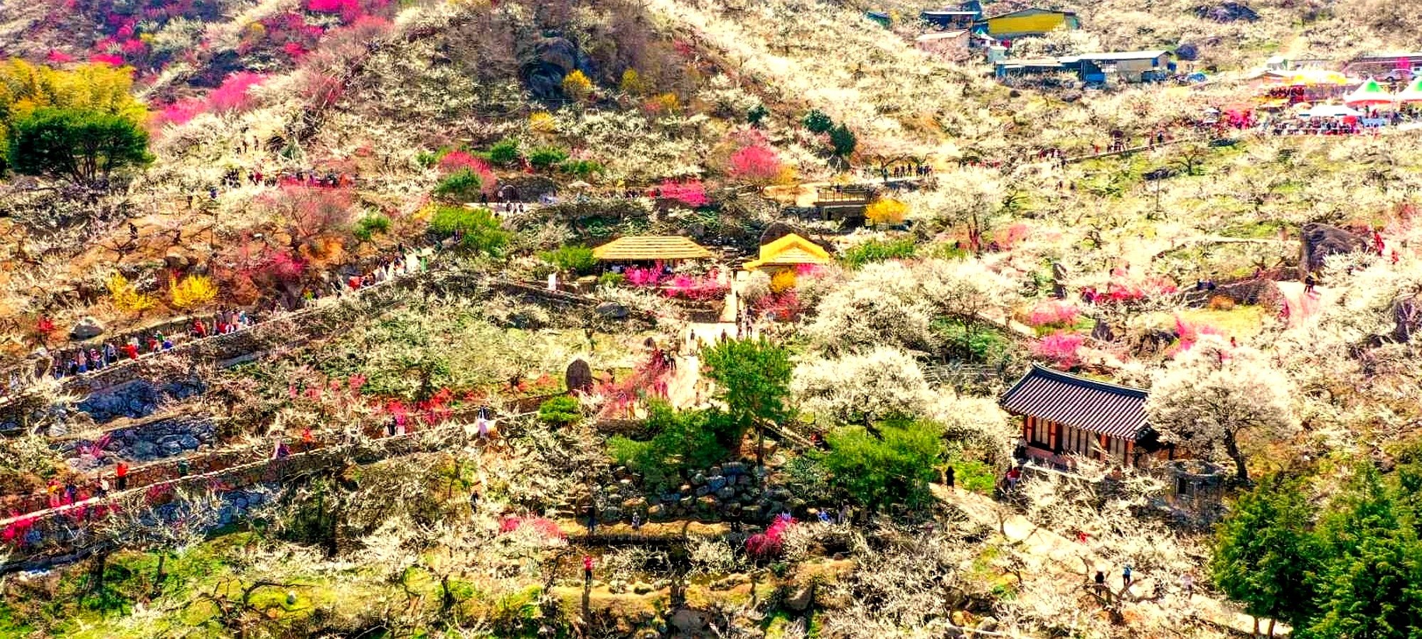 Quick facts and logistics Gwangyang Maehwa Gurye Sansuyu tour Busan subway map showing pickup locations for Gwangyang Gurye festival day tour