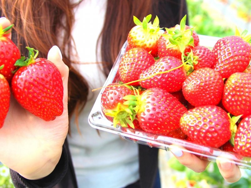 Strawberry Farm Experience Strawberry picking at a Korean farm