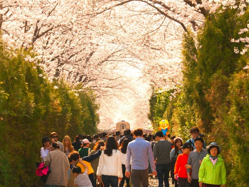 Jinhae Cherry Blossoms Jinhae Cherry Blossom Festival One Day Tour