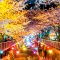 Important information Jinhae Gunhangje day night cherry blossom festival booking Travelers with cameras preparing for Jinhae night cherry blossom festival tour