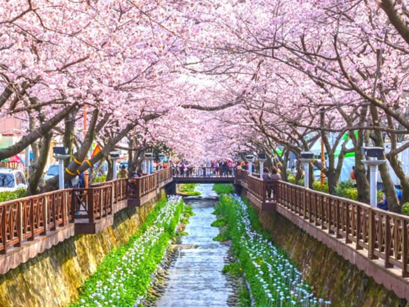 Tour Map Jinhae Cherry Blossom Festival One Day Tour