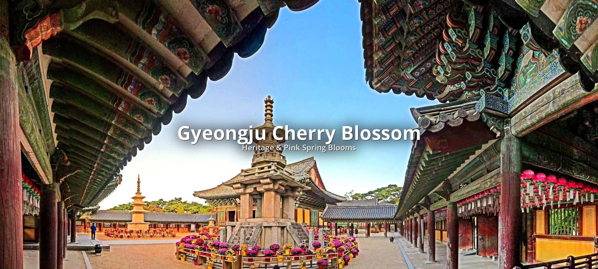 Services included Gyeongju cherry blossom tour Tour guide assisting travelers at Gyeongju cherry blossom heritage site location