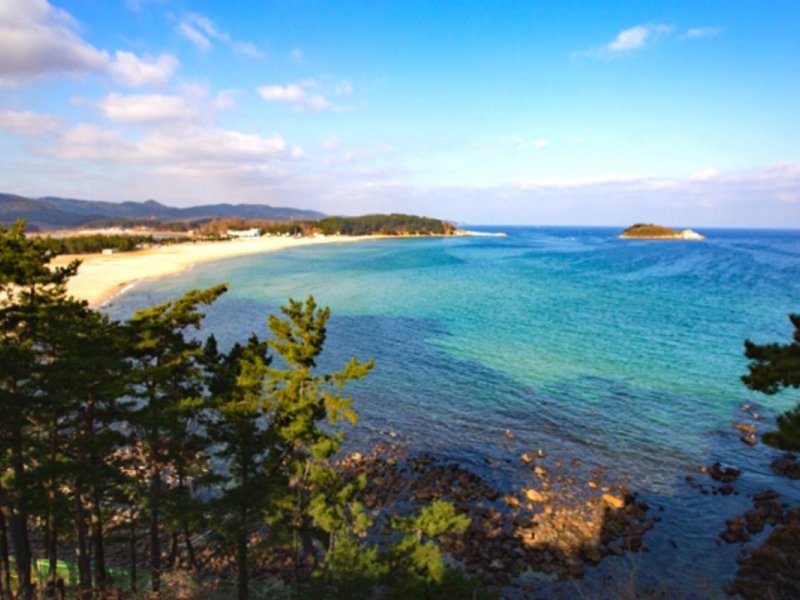 Goseong Lavender Tour: Hwajinpo Beach Goseong Lavender Tour