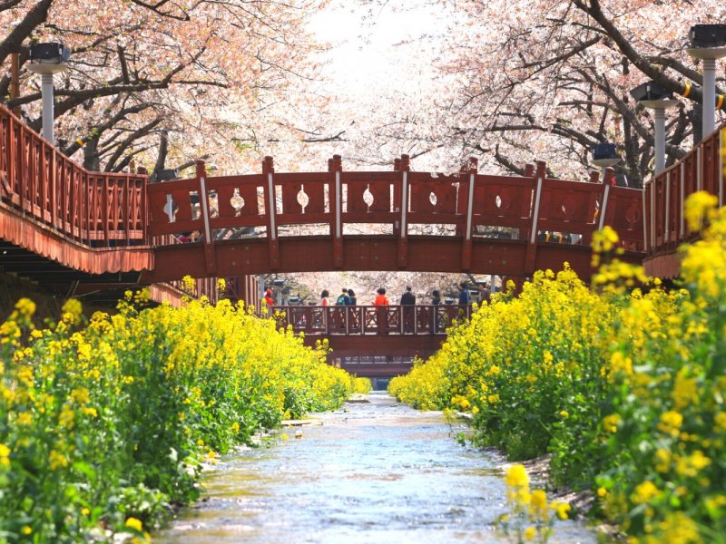 Jinhae Cherry Blossom Tour Map Tour map with key stops highlighted