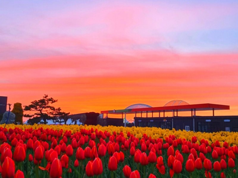 FAQs for Tulip and Strawberry Tour FAQs for the Tulip and Strawberry Tour