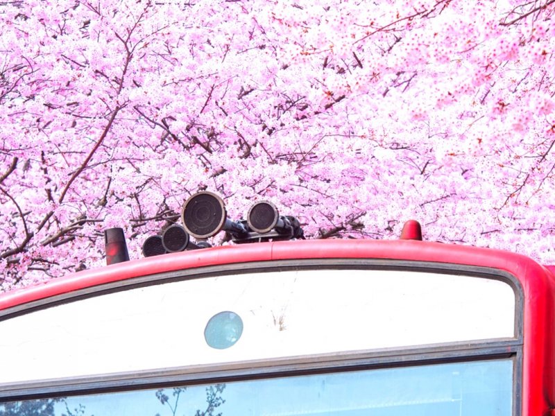 Gyeonghwa Station Jinhae Cherry Blossom Festival One Day Tour