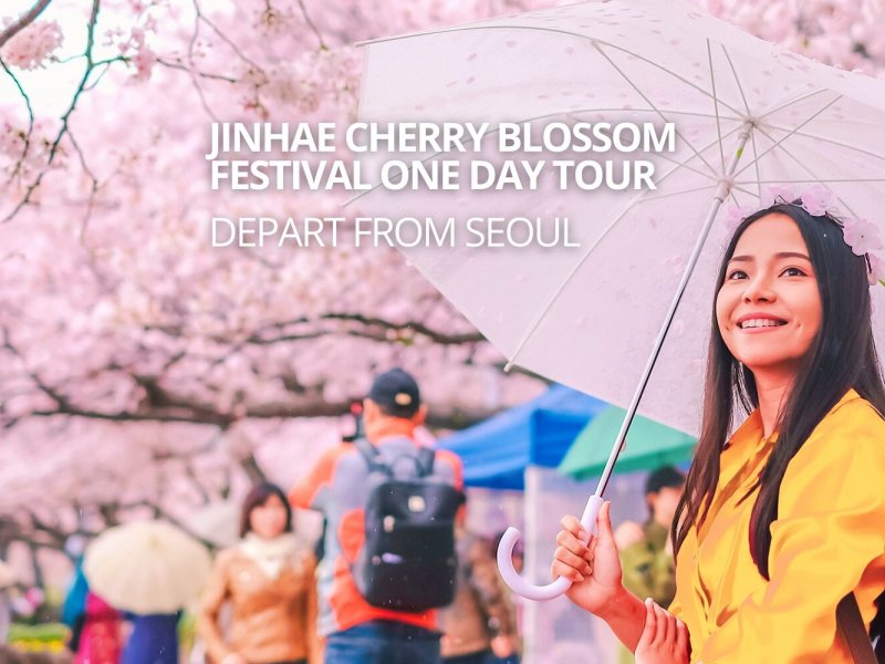 Yeojwacheon Stream Cherry Blossoms Cherry blossoms in full bloom along Yeojwacheon Stream with visitors walking beneath pink petals