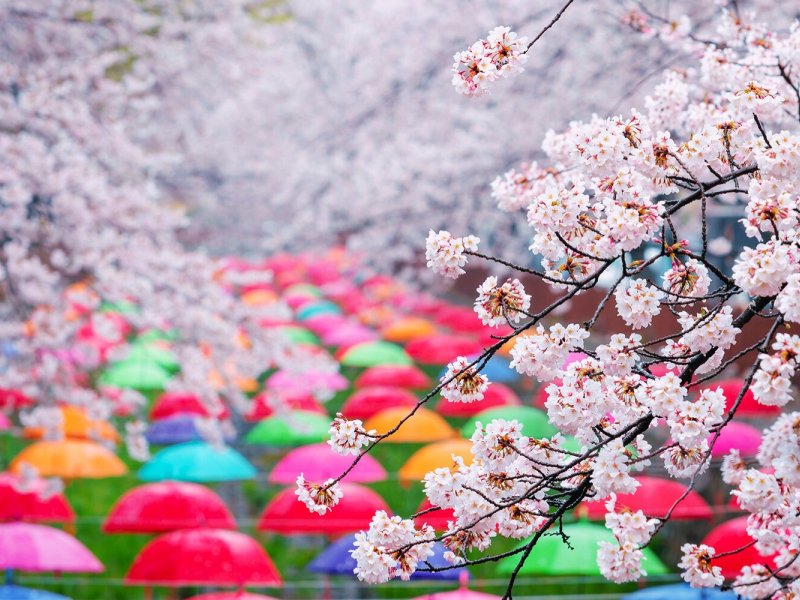Cherry Blossom Romance Romantic couple walking beneath cherry blossom canopy at sunset