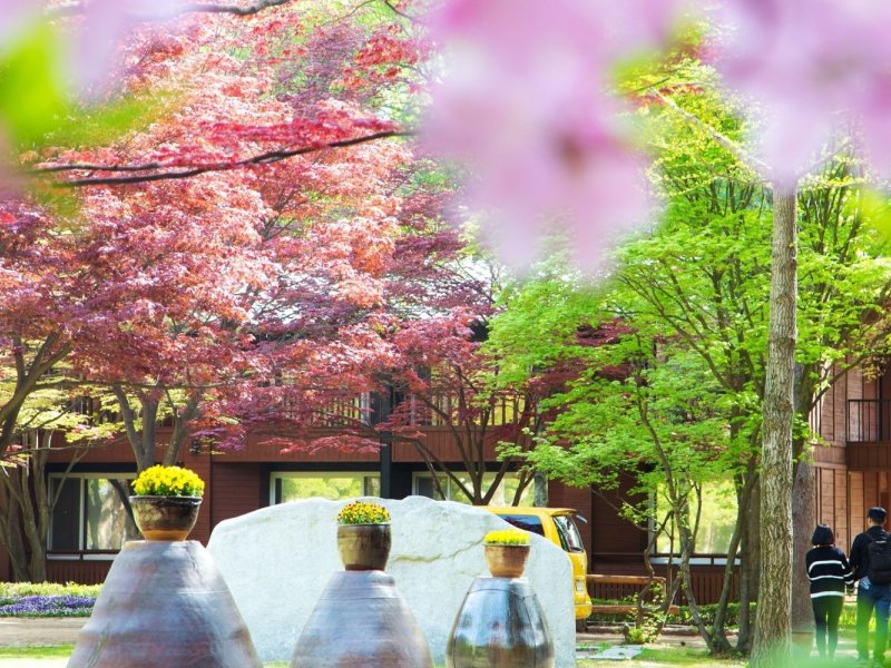 Nami Island, Morning Calm Garden & Railbike Adventure Nami Island trees, Garden of Morning Calm, and Gangchon Railbike ride