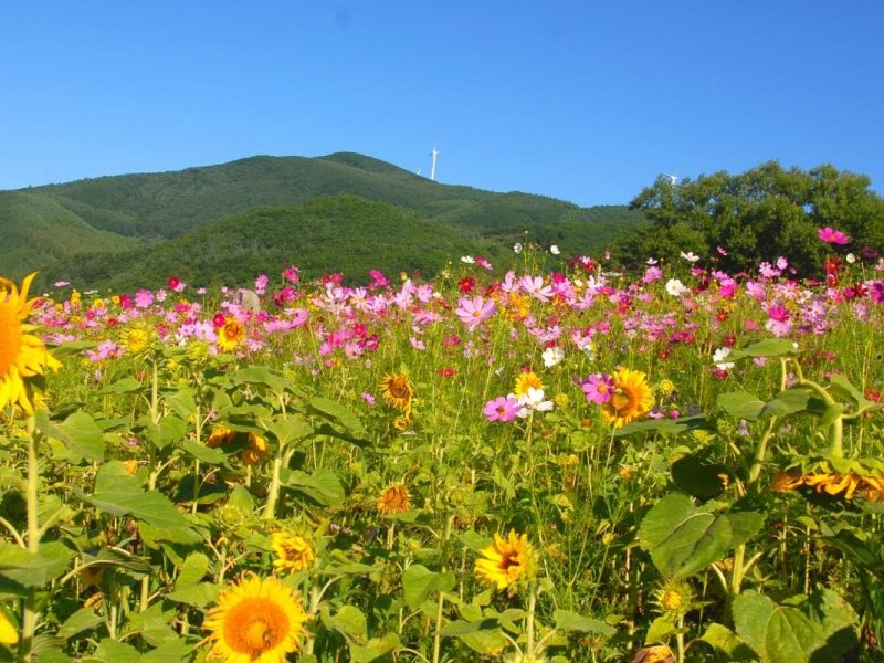 Taebaek Sunflover Festival Taebaek Sunflover Festival
