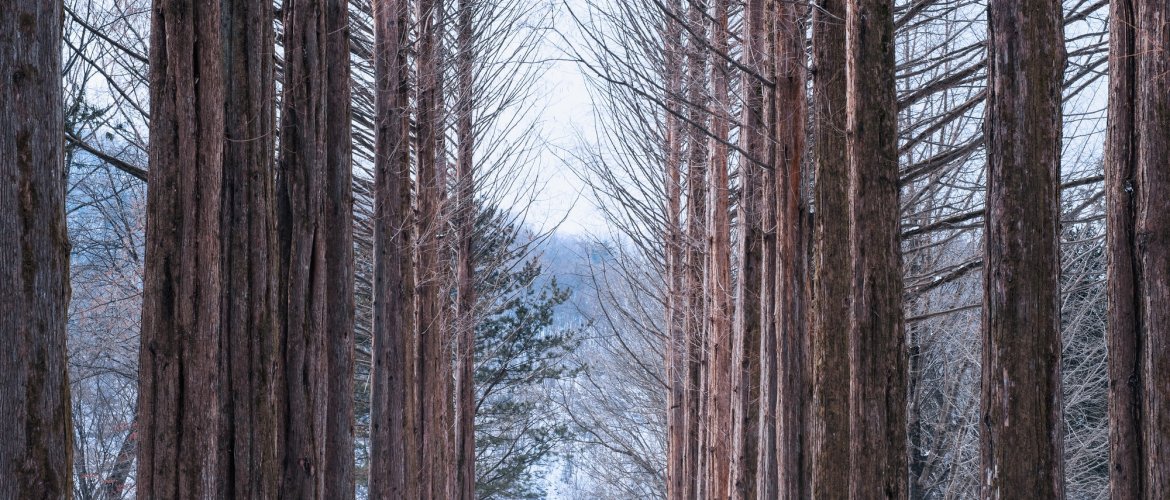 Important information for Nami Island and Mt. Seorak tour Visitors at Nami Island and hikers on Mt. Seorak trails