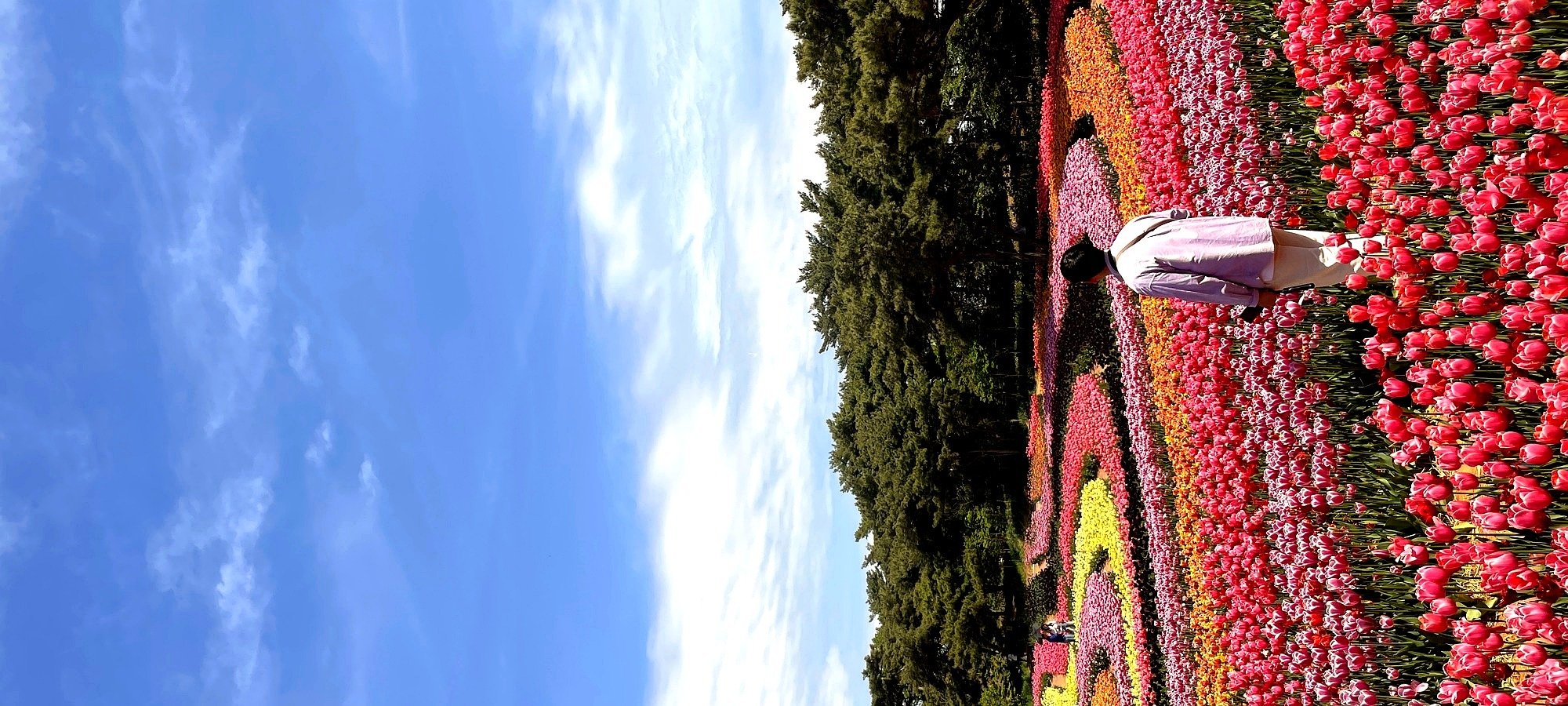 Complete itinerary Taean Tulip Festival strawberry picking day tour Map showing Seoul to Taean Tulip Festival route for spring flower strawberry picking tour