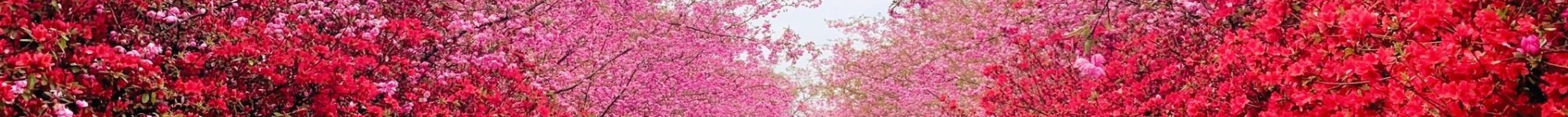 Korean Spring Cherry Blossoms Visitors walking beneath cherry blossom trees at a scenic Korean park in spring