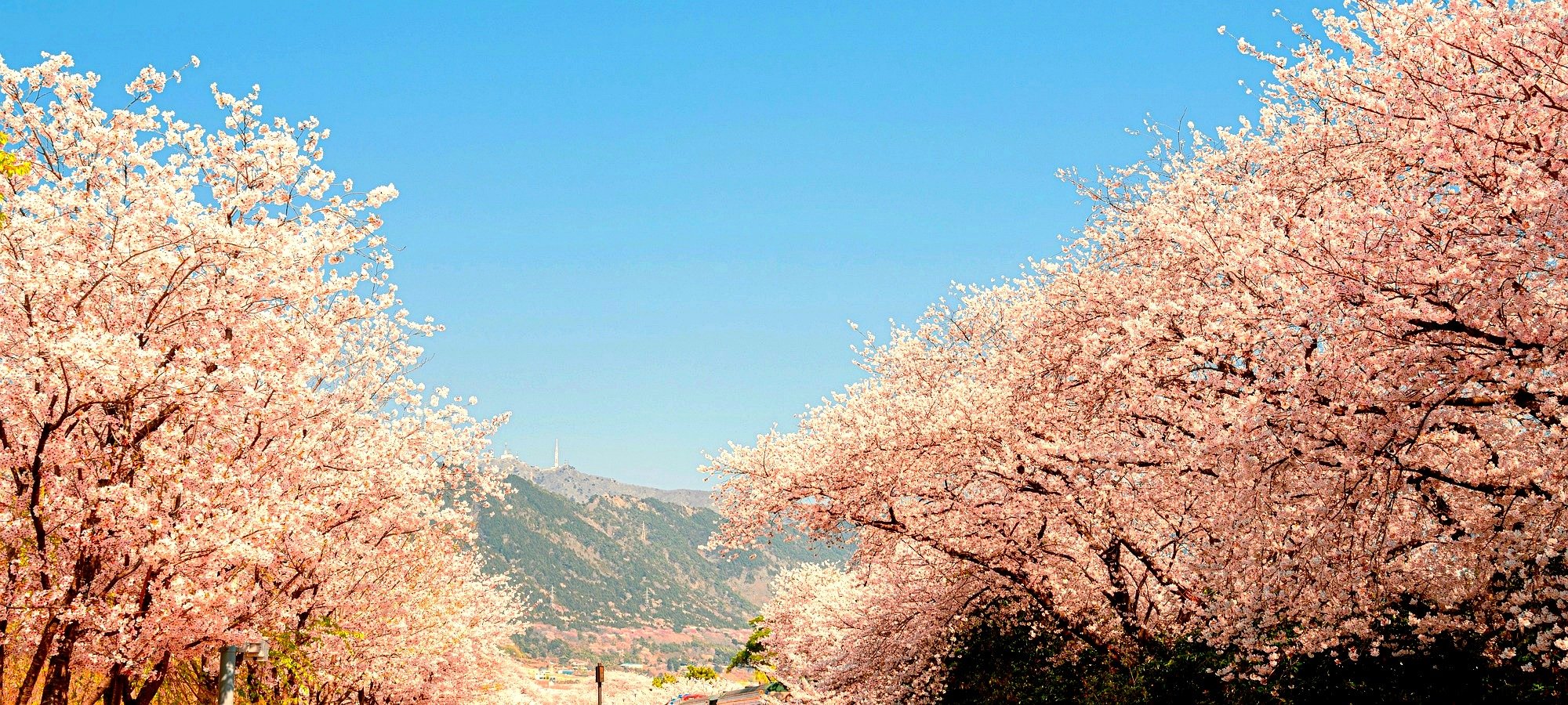 Important booking information Jinhae cherry tour Cherry blossom petals falling like snow on festival-goers below