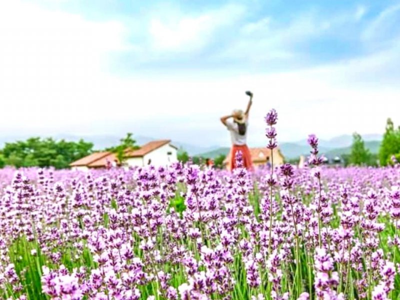 Goseong Lavender Tour: Hani Lavender Farm Goseong Lavender Tour