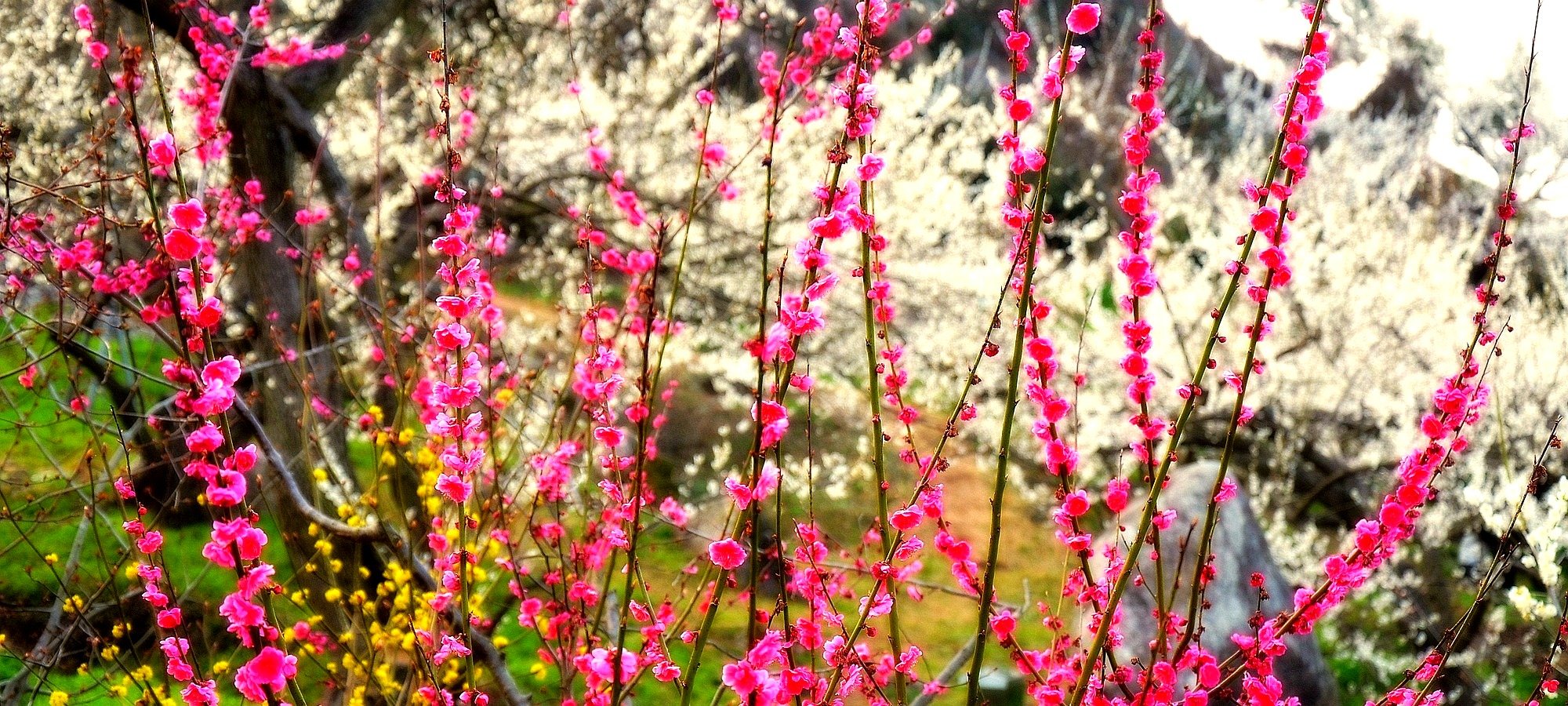 Important information Gwangyang Maehwa Gurye Sansuyu festival booking Travelers preparing for Gwangyang Maehwa Gurye Sansuyu spring festival tour from Busan