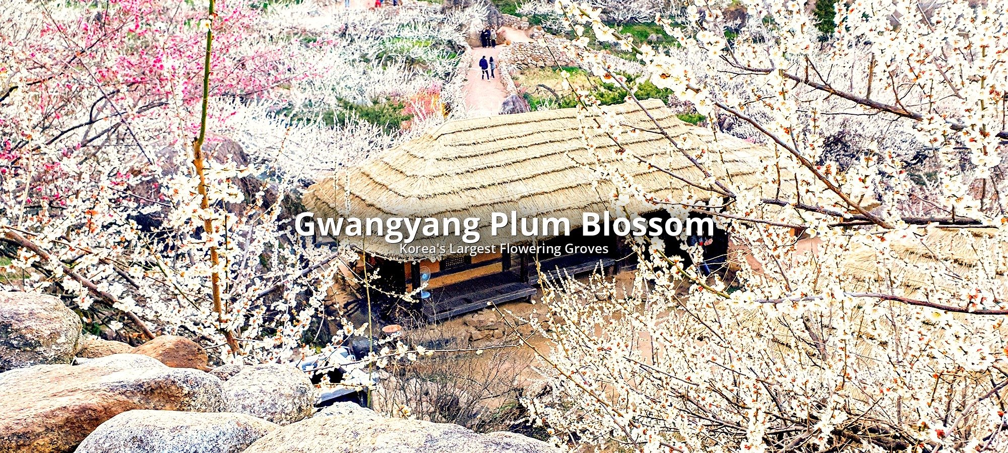 Services included Gwangyang Maehwa Gurye Sansuyu festival tour Tour bus and guide assisting travelers at Gwangyang Maehwa Festival plum blossom celebration