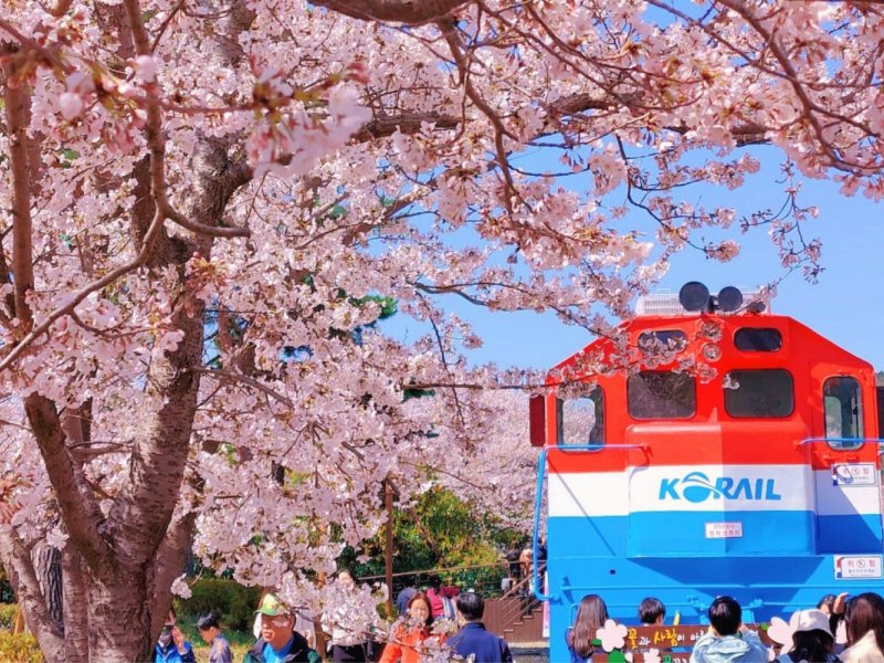 Gyeonghwa Station Cherry Tunnel Visitors walking along historic railway tracks at Gyeonghwa Station with cherry blossoms overhead