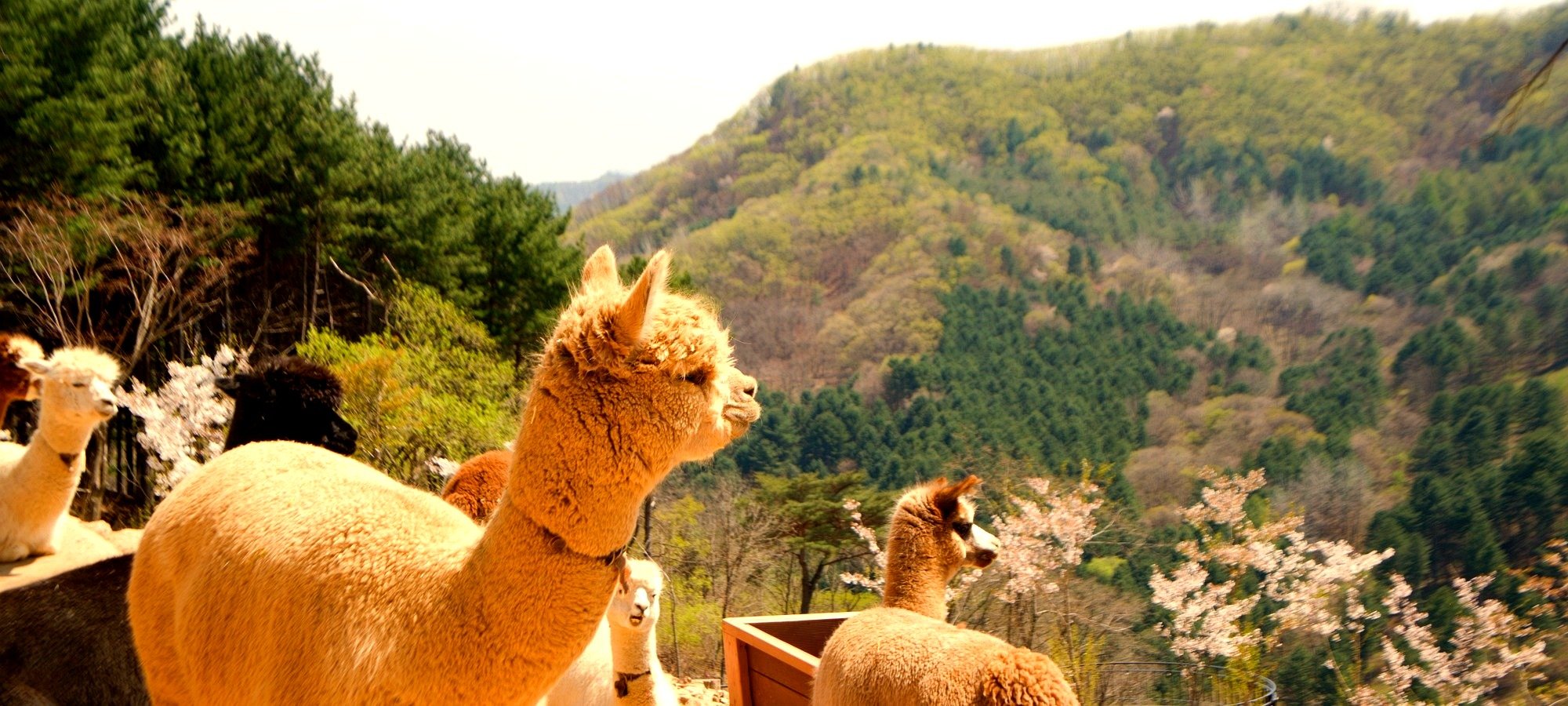 Photo of Alpaca World + Nami Island + The Garden of Morning Calm One Day Tour attractions Beautiful landscape view of tour destinations in Gapyeong and surrounding areas