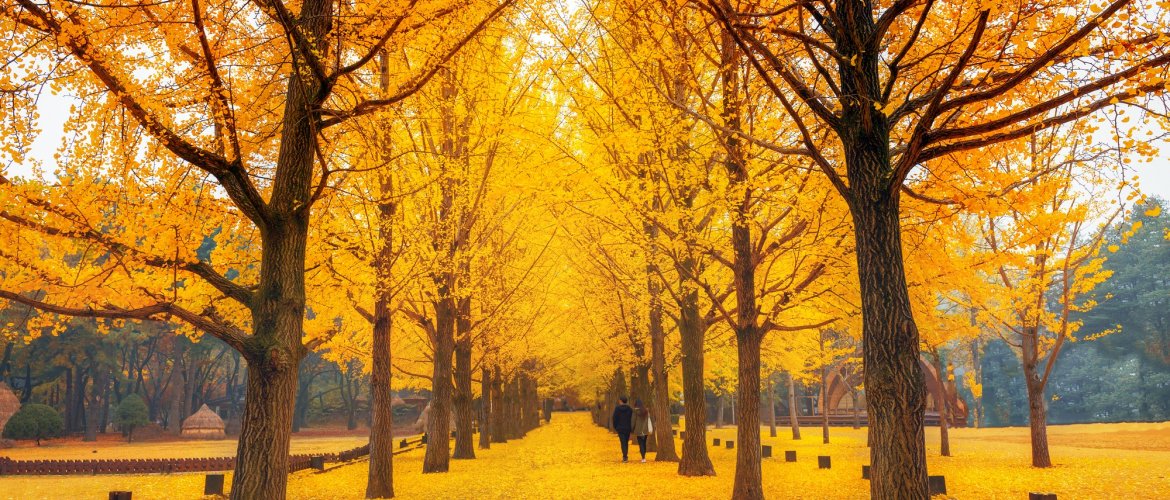 Nami Island and Petite France One Day Tour from Seoul Nami Island tree-lined road in autumn with visitors walking under a canopy of towering trees