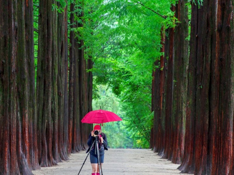 Book This Romantic Tour Booking banner - Nami Island & Petite France