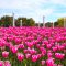 Seasonal Tulip Fields Seasonal tulip fields at Taean