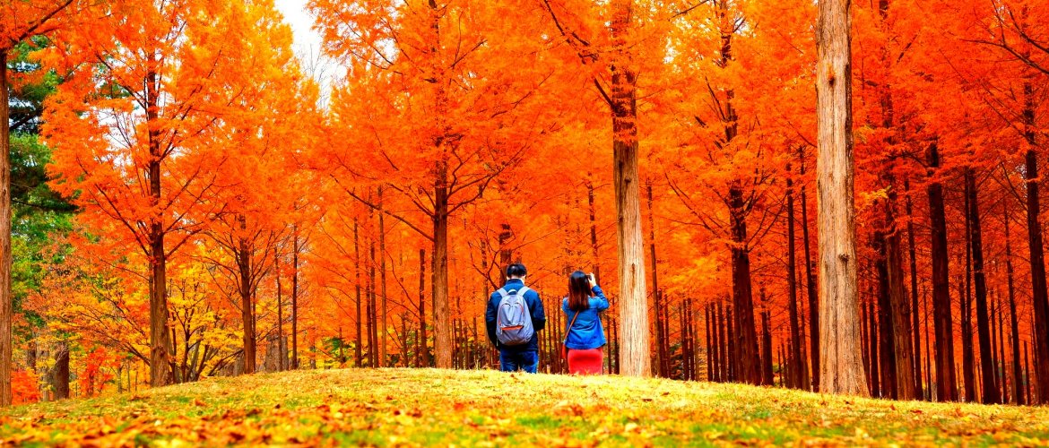 Nami Island shuttle highlights and freedoms Nami Island attractions bicycle cycling and riverside cafés
