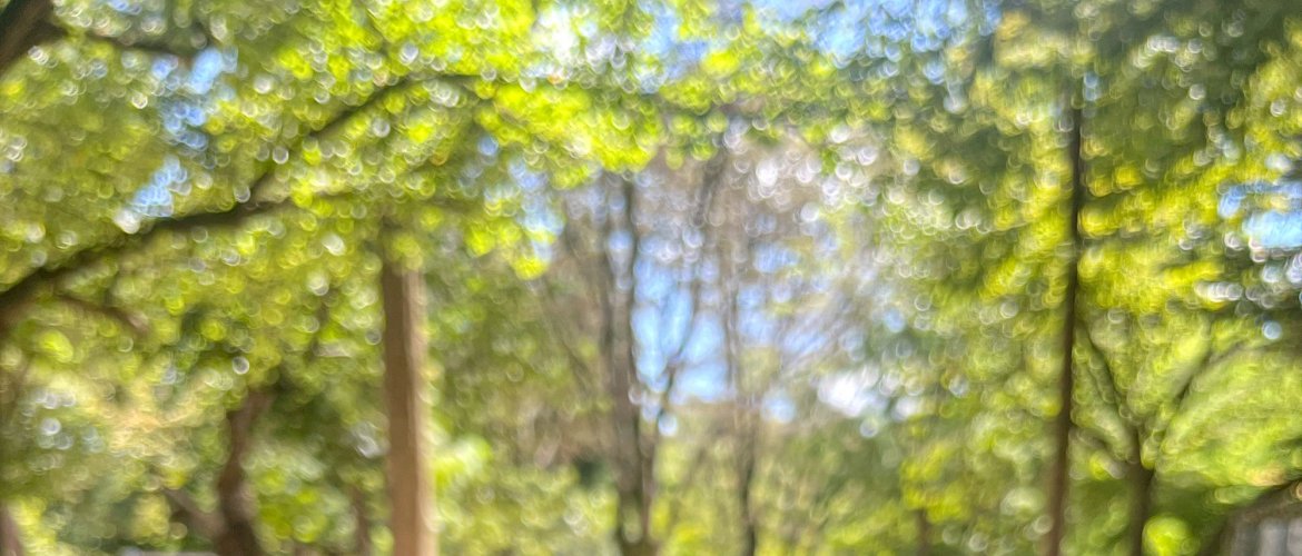 Photo of Nami Island + Petite France & Italian Village + Gangchon Railbike + The Garden of Morning Calm One Day Tour attractions Beautiful landscape view of tour destinations in Gapyeong and surrounding areas