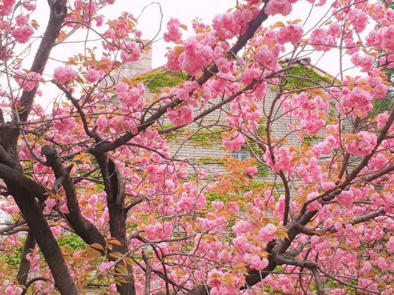 Seoul King Cherry Blossom Day Tour