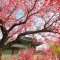 Tourists enjoying cherry blossoms at a popular Korean spring destination